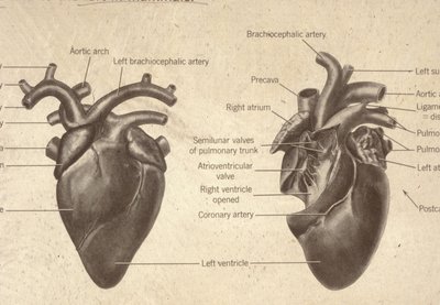 Diagram of mammalian four-chambered heart