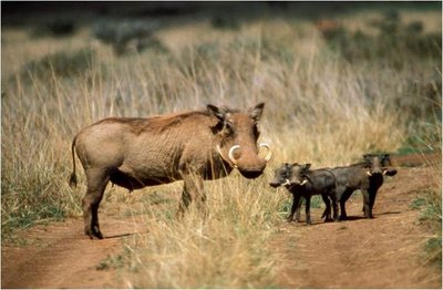 Warthog with piglets, example of parental care
