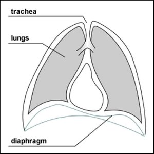 Diagram of mammalian diaphragm and lungs