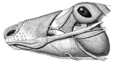 Diagram of facial muscles in mammals