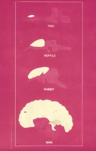 Comparative brain sizes: fish, reptile, rabbit, human