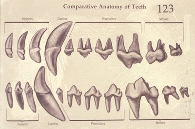 Comparative anatomy of mammalian teeth
