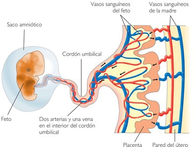 Diagram of mammalian placenta and fetal circulation