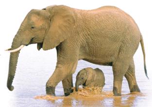 Adult and baby elephant, representing multicellular organisms