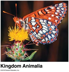 Kingdom Animalia