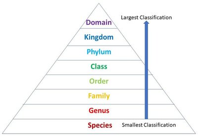 Taxonomic hierarchy pyramid