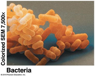 Microscopic image of bacteria