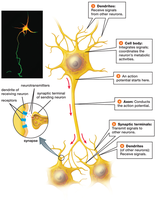 Structure of a neuron and its specialized parts