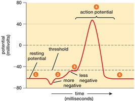 Graph of action potential in a neuron