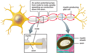 Myelinated axon and saltatory conduction
