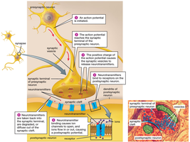 Information transmission between two neurons at a synapse