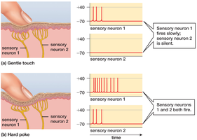 Encoding stimulus intensity in sensory neurons