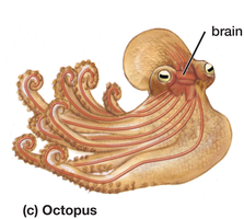 Octopus nervous system with brain