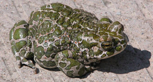 A frog demonstrating biological order