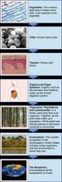 Hierarchy chart for blood cells