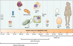 Relative sizes of cells and biological structures