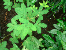 A plant showing response to touch