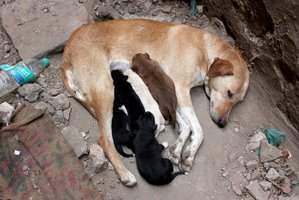 Dog nursing puppies as an example of growth and development