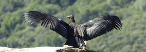 California condor as an example of energy processing