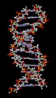 DNA molecule as an example of a biologically important molecule
