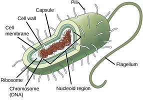 Diagram of a prokaryotic cell
