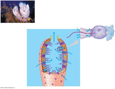 Diagram of sponge structure and water flow