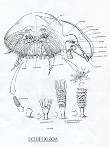 Scyphozoa anatomy and life cycle