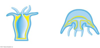 Polyp and medusa body forms