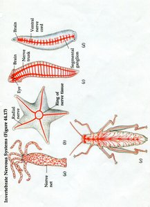 Diagram of nematocyst discharge
