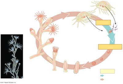 Cnidarian life cycle diagram
