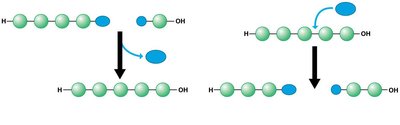 Dehydration and hydrolysis reactions