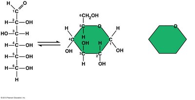 Linear and ring structures of glucose