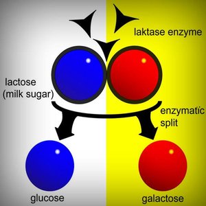 Diagram of lactase enzyme splitting lactose into glucose and galactose