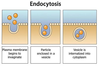 Endocytosis process