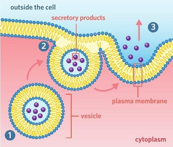 Exocytosis process