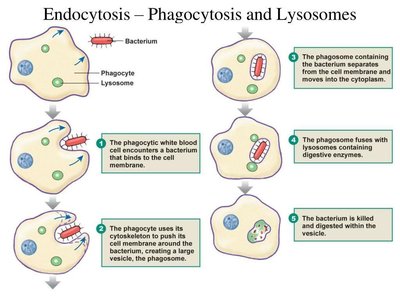 Phagocytosis and lysosome action