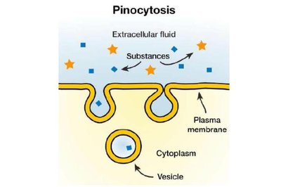 Pinocytosis process