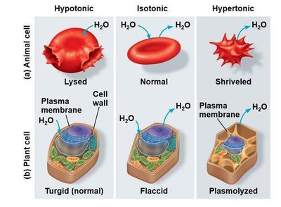 Effects of tonicity on animal and plant cells