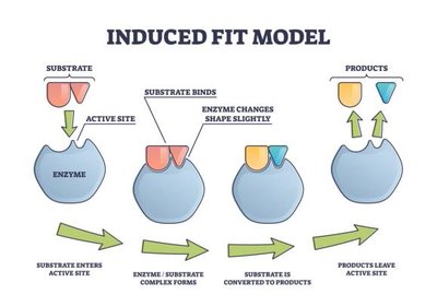 Induced fit model of enzyme action