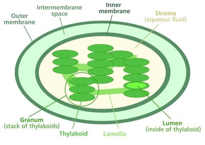 Structure of a chloroplast