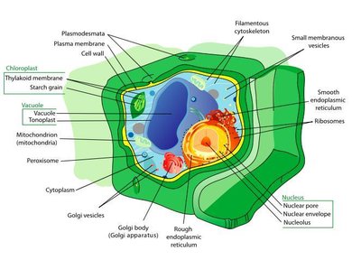 Diagram of a plant cell