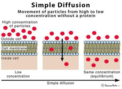 Simple diffusion across a membrane