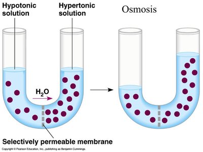 Osmosis diagram
