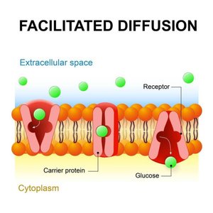 Facilitated diffusion across a membrane