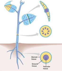 Diagram of plant tissue systems in stem and root cross-sections