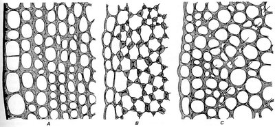 Types of collenchyma thickening: lamellar, angular, lacunar