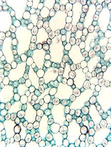 Aerenchyma tissue with large intercellular air spaces
