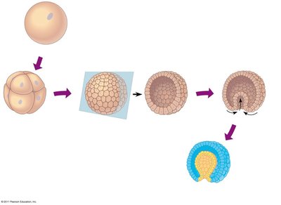 Stages of animal development: zygote, cleavage, blastula, gastrula