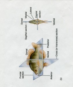 Diagram of radial and bilateral symmetry in animals