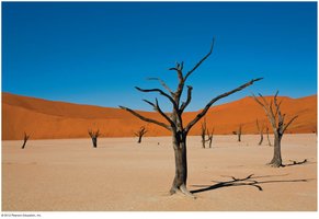 Desert landscape with dead trees, illustrating habitat loss due to drought